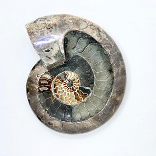 Ammonite Fossil DIsh
