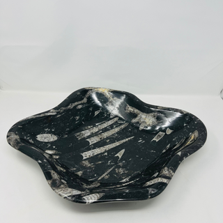 Fossil Bowl Large