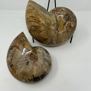 Ammonite Whole