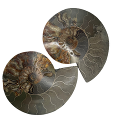 Polished Pair of Ammonite Fossils