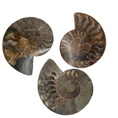 Polished Ammonite Fossil Half Slice