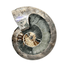 Ammonite Fossil DIsh