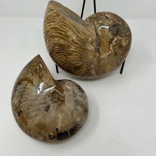 Ammonite Whole Crystals - Picayune Cellars & Mercantile