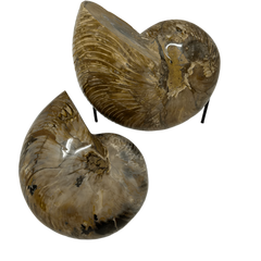 Whole Polished Nautilus Fossil