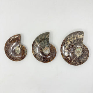 Ammonite with Suture Patterns Crystals - Picayune Cellars & Mercantile