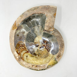 Fire Polished Whole Ammonite Crystals - Picayune Cellars & Mercantile