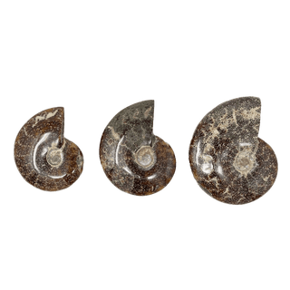 Fossilized Ammonite Crystals - Picayune Cellars & Mercantile