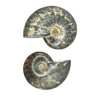 Fossilized Ammonite Crystals - Picayune Cellars & Mercantile