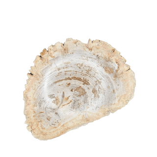 Petrified Wood Slice Crystals - Picayune Cellars & Mercantile