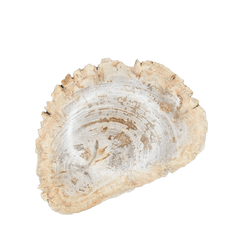 Petrified Wood Slice