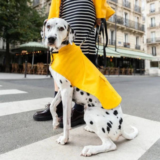Saint James Toutouciré Dog Rain Jacket Pets - Picayune Cellars & Mercantile